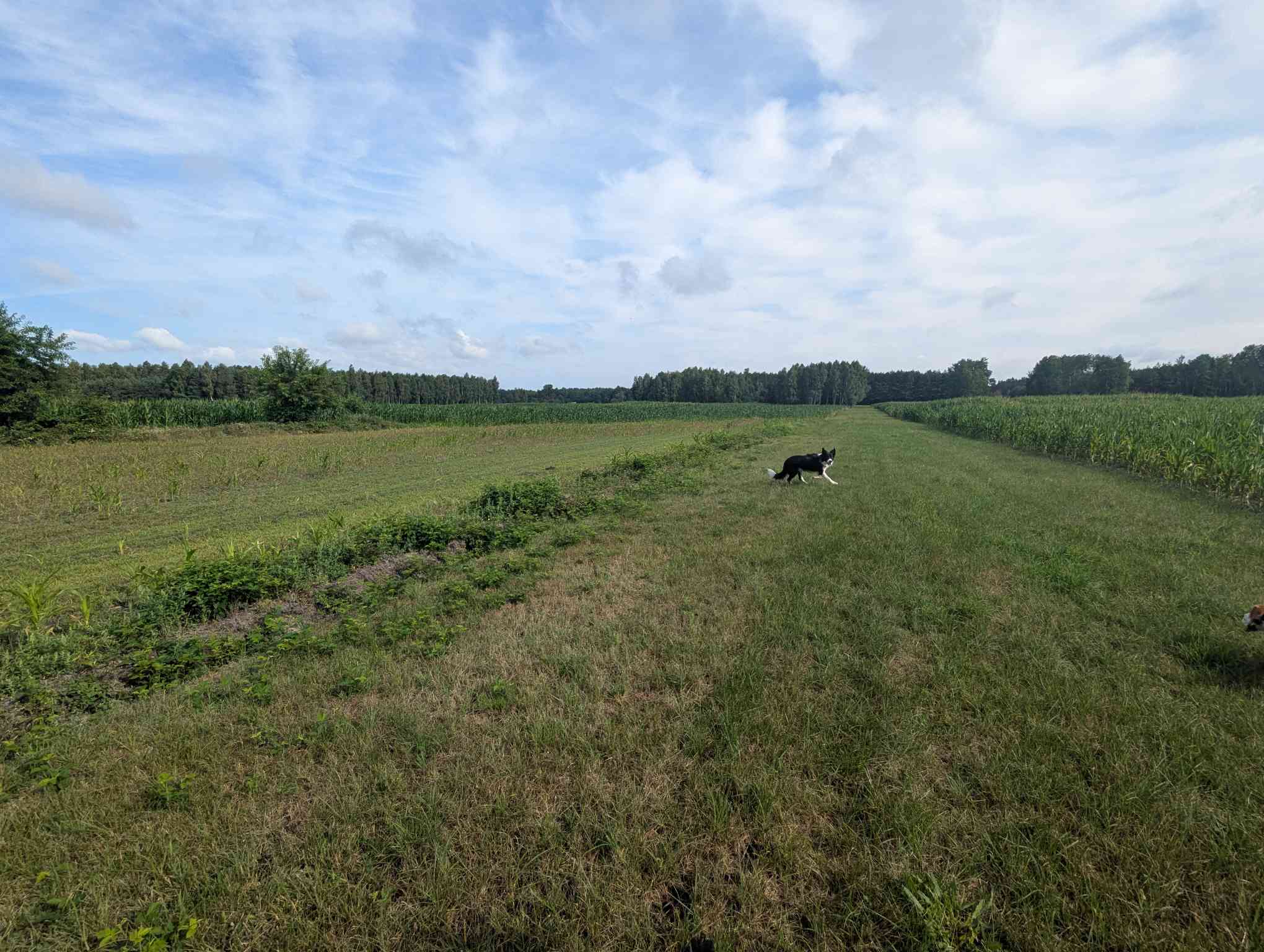 dog walk in poland
